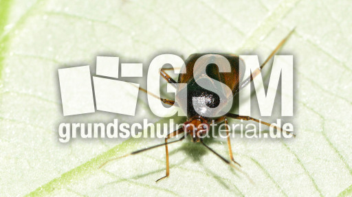 Rote Weichwanze_1.jpg